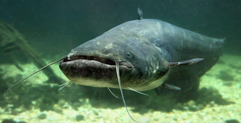 Catfish-Fishing Catfish Fishing