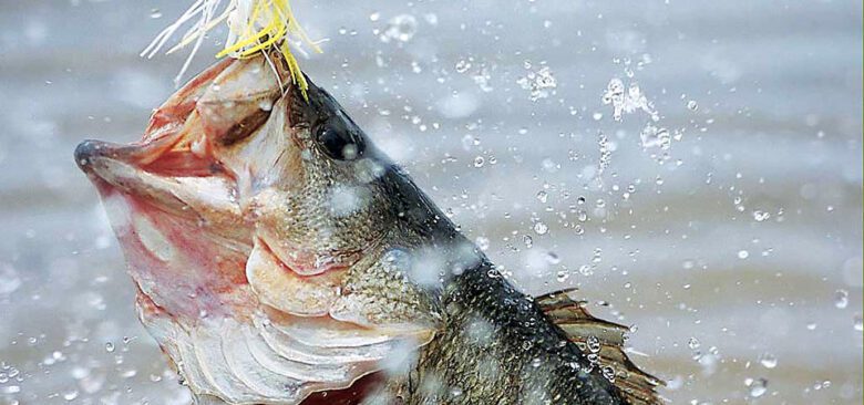 Bass Spinning Rod Setup