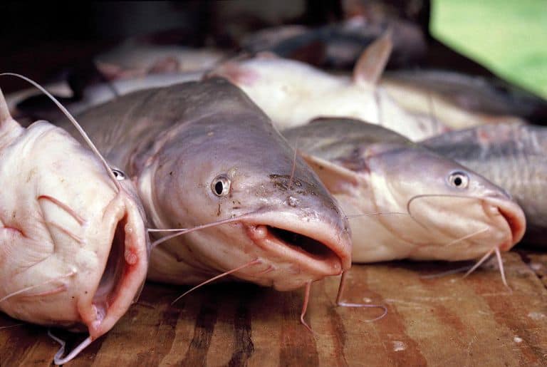 The Different Types Of Catfish Catfish Sutton